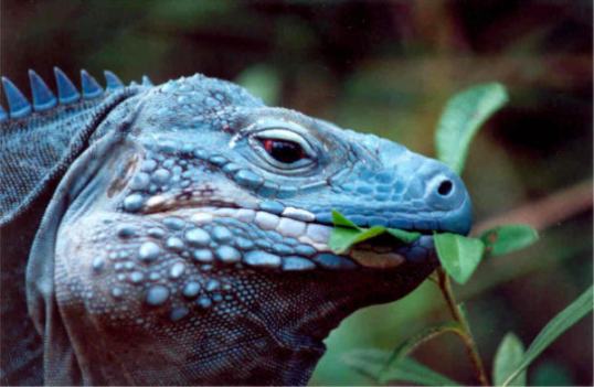 Chinese Lesser Blue Dragon Iguana